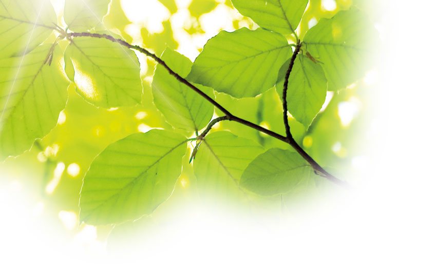 back-feuilles Feuilles